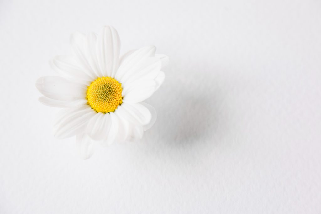 Chrysanthemum cinerariafolium approval