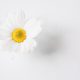 Chrysanthemum cinerariafolium approval