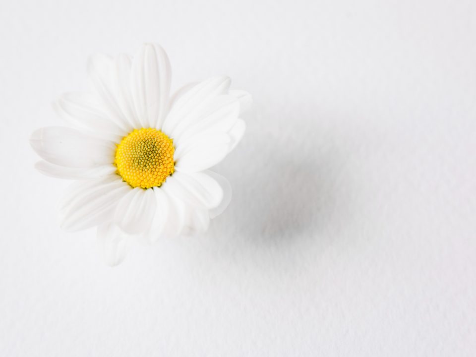 Chrysanthemum cinerariafolium approval