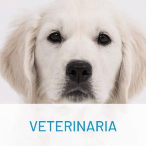 Nordiik, especialista en sector veterinaria