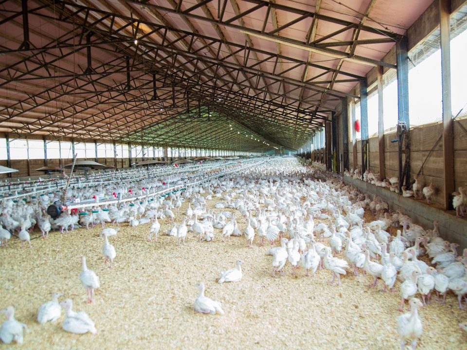 aprobación formaldehído