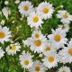 aprobación del Chrysanthemum cinerariaefolium
