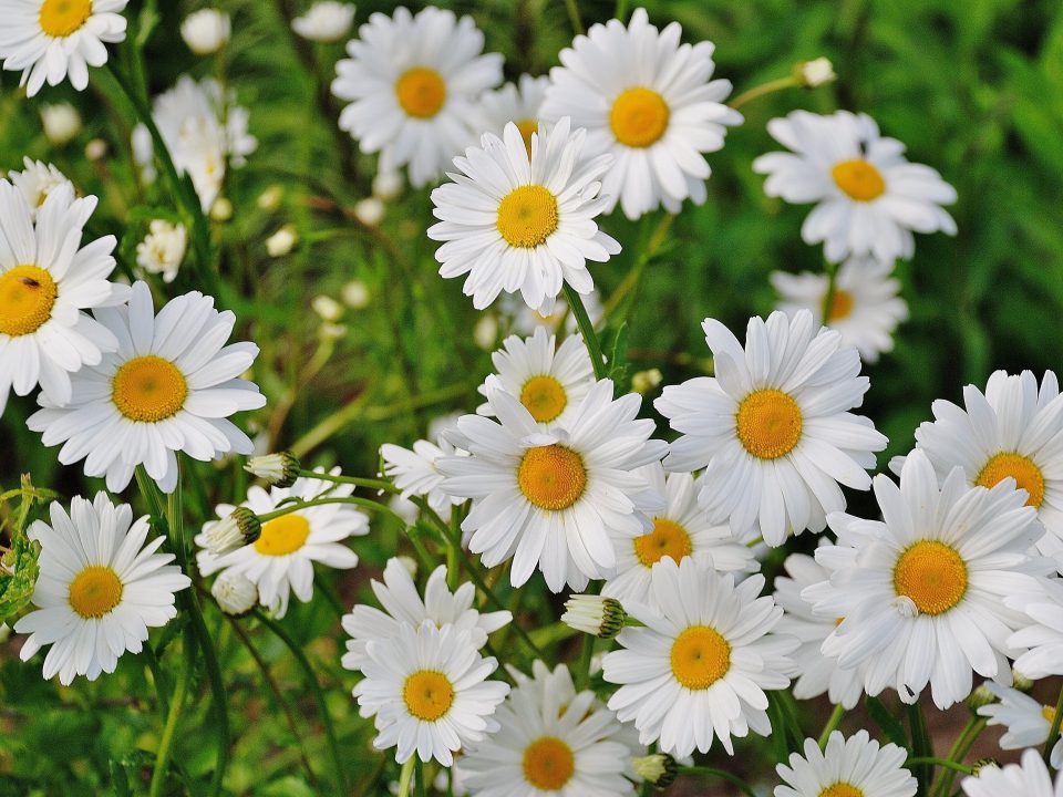 aprobación del Chrysanthemum cinerariaefolium